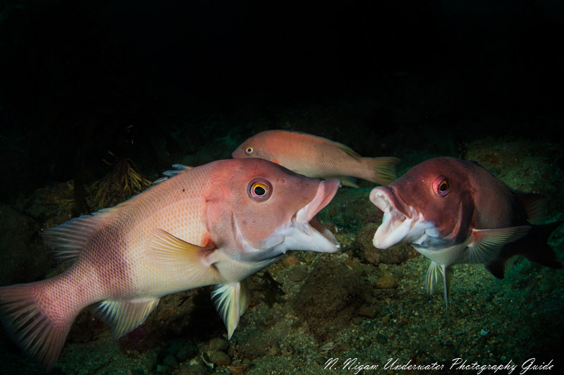 Quick recycle times let us capture this quick fight between sheephead. Nikon Z6, Nikon 8-15mm fisheye lens, Isotta housing, dual Kraken KR-S02 strobes. f/8, 1/125, ISO 200