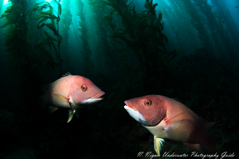The relatively narrow beam angle on the Kraken KR-S02 can be used for creative lighting like in this photo of two California sheephead. Nikon Z6, Nikon 8-15mm fisheye lens, Isotta housing, dual Kraken KR-S02 strobes. f/8, 1/125, ISO 200