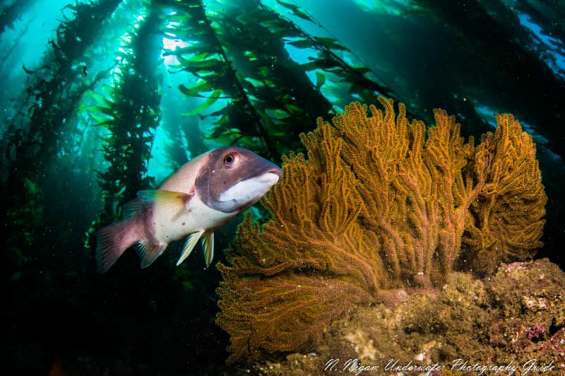 A beautiful beam on this reef scene. Nikon Z6, Nikon 8-15mm fisheye lens, Isotta housing, dual Kraken KR-S02 strobes. f/11, 1/1160 ISO 200