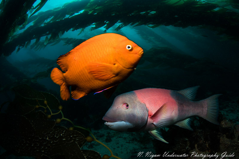 More dramatic lighting with the Kraken KR-S02 strobe. Nikon Z6, Nikon 8-15mm fisheye lens, Isotta housing, dual Kraken KR-S02 strobes. f/8, 1/125, ISO 200