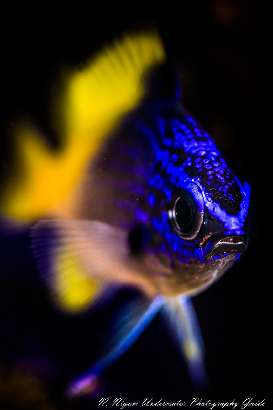 This image is a great example of how you can have nice bokeh in an image with a black background using a snoot. Photo taken with a Sony A7R IV camera, Sony 90mm macro lens, and reefnet fiber optic snoot. f/3.2, ISO 100, 1/200