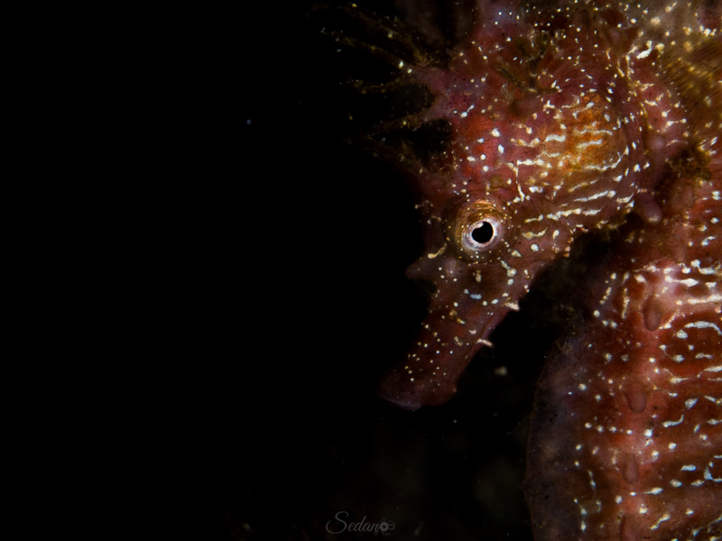 Original image used for the Underwater Art category before being processed. Olympus EPL-2 in Olympus housing, 60mm macro lens, f18 1/180 ISO200 + YS-02 strobe.