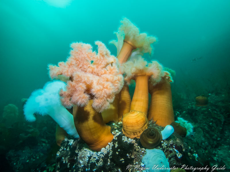 Anemones photographed with the Kraken Compact Wide Lens (90 degree FOV)