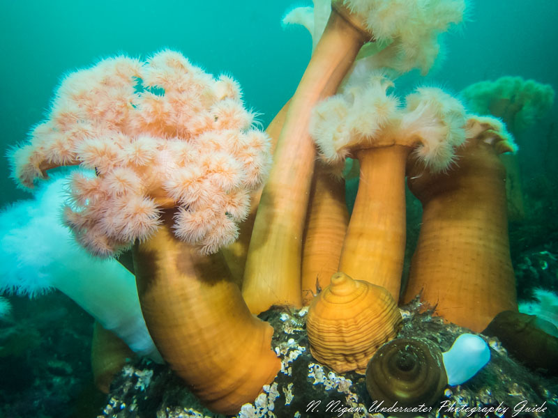 Anemones photographed without the Kraken Compact Wide Lens (84 degree FOV)