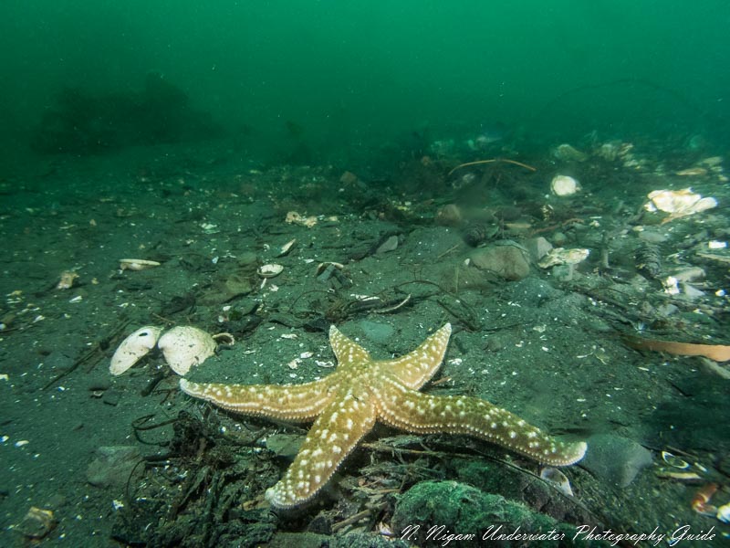 Sea star photographed with Kraken compact wide lens (zoomed out)