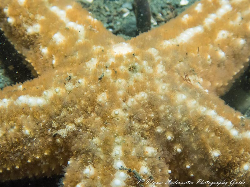 Sea star photographed with Kraken compact wide lens (zoomed in X4)