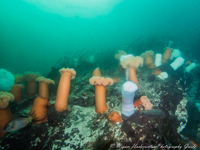 Reef scene shot with the Kraken KRL-11, Olympus TG-5, Sea & Sea YS-D2J strobes. f/8, 1/30, ISO 400