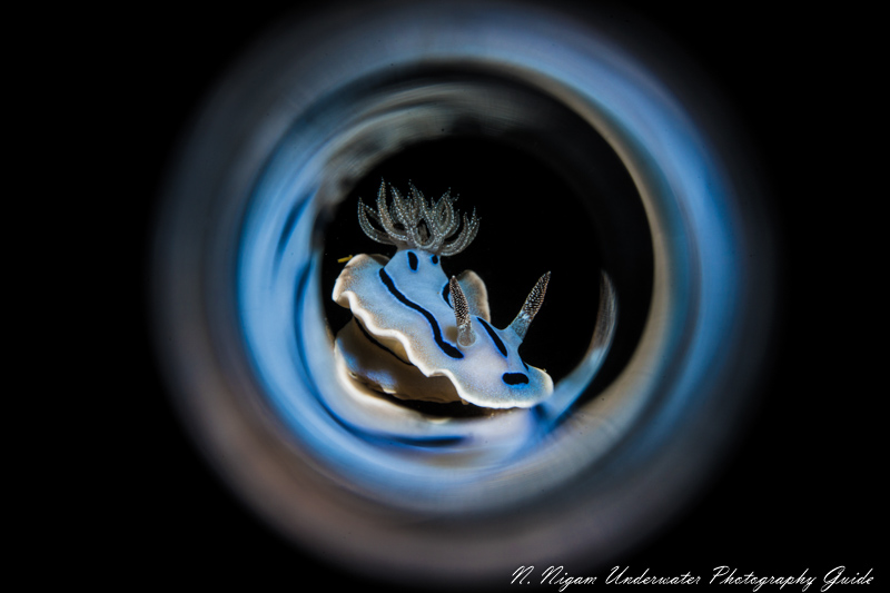 Nudibranch photographed with the Sony A7R IV, Nauticam A7R IV housing, Sony 90mm macro lens, Sea & Sea YS-D2J strobe, Reefnet fiber optic snoot, Saga Magic Tube. f/20, 1/125, ISO 160
