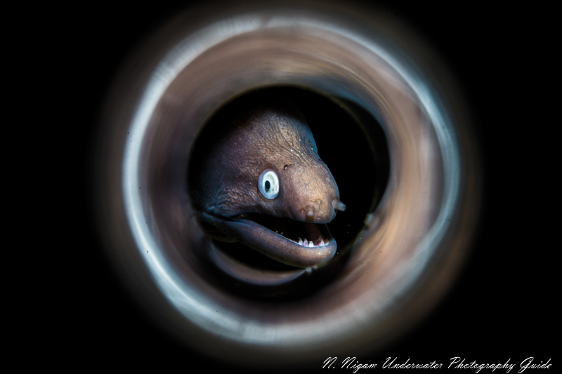 An eel looks like it's swimming through a worm hole - a very cool affect with the Saga Magic Tube. Photographed with the Sony A7R IV, Sony 90mm macro lens, Nauticam A7R IV housing, Sea & Sea YS-D2J strobe, Reefnet fiber optic snoot, and Saga Magic Tube
