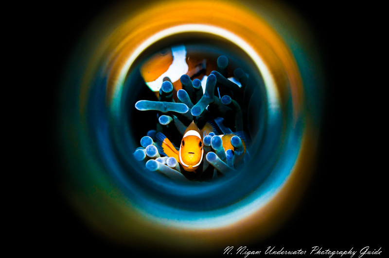 Anemone fish make great subjects for the Saga Magic Tube. Photographed with the Nikon Z6, Isotta Z6 housing, Sea & Sea YS-D2J strobe, reefnet fiber optic snoot, and Saga Magic Tube. f/16, ISO 200, 1/160