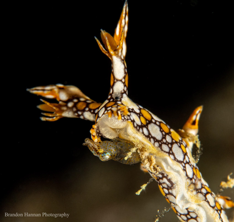 Sony RX100V. 1/250 sec, f/11, ISO 100.