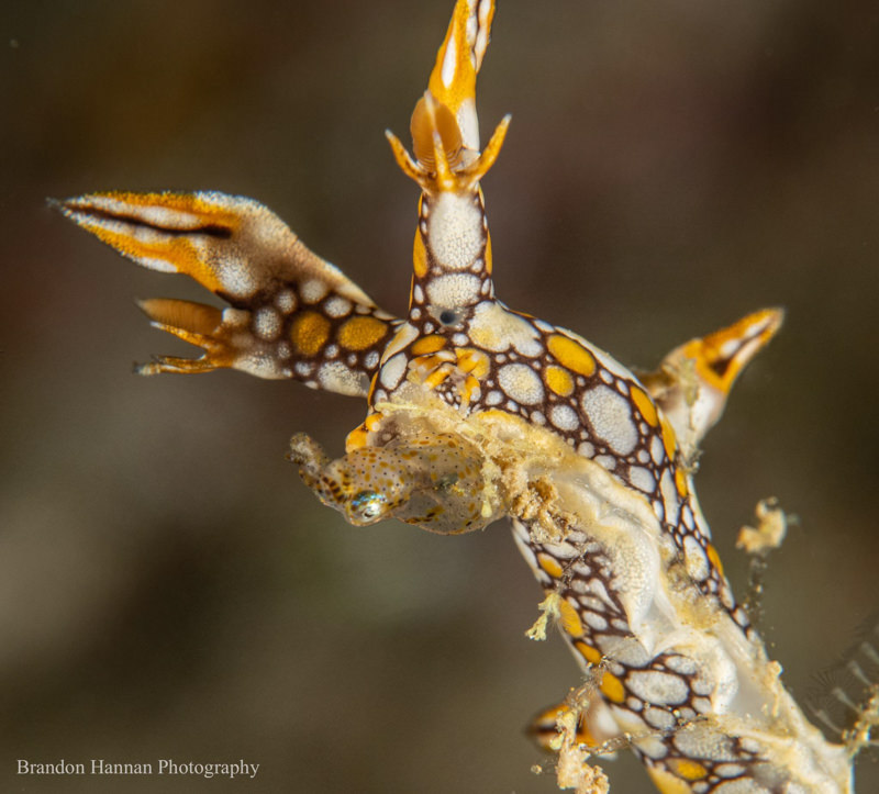 Sony RX100V, Nauticam housing, 2x YS-D2 strobes, Sola red focus light, stacked Bluewater +7 and Inon +15 diopters. 1/250 f11 ISO100