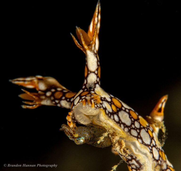 Nudibranch Encounters Pygmy Squid: Story Behind the Shot 65201016_1319955314818839_5832267577367199744_n