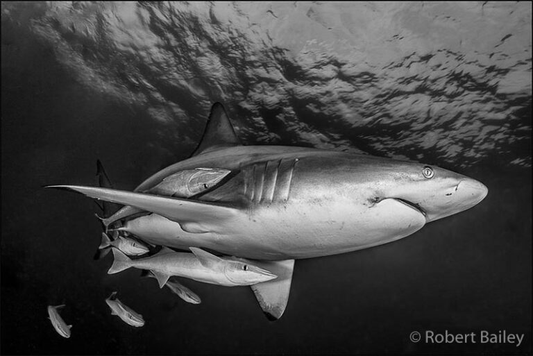 How to convert images to black & white black-and-white conversion-1