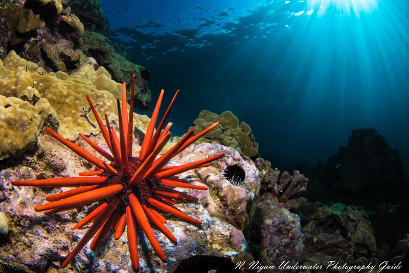 Nikon Z50, 8-15mm Fisheye, f/18, 1/160, ISO 100 Nikon Z50 Underwater