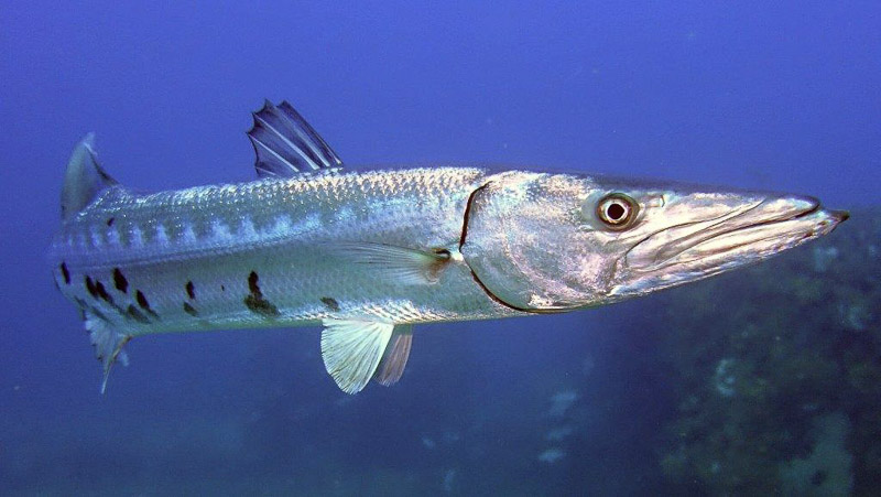 RX100 V - Nauticam housing - Sea & Sea YS-D2 strobe Sony RX100VA