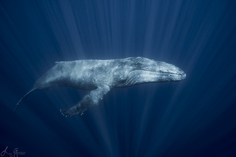 The Nikon D850 capable of magnificent available light shots Nikon D850 available light underwater