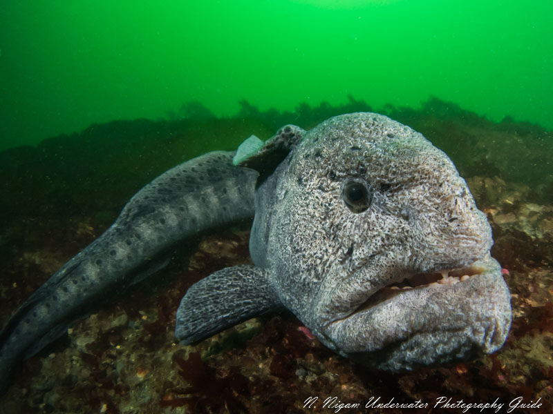 Wolf eel photographed with the Olympus TG-6 Olympus TG-6