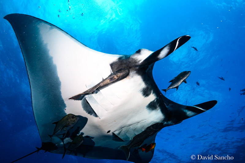 Nikon Z7 in a Nauticam Z7 Housing, Nikon 16-35mm F4 VR lens, 8-inch dome port, dual YS-D2J strobes, Nauticam TTL converter. f/7.1, 1/125, ISO 65 Nikon Z7 Underwater