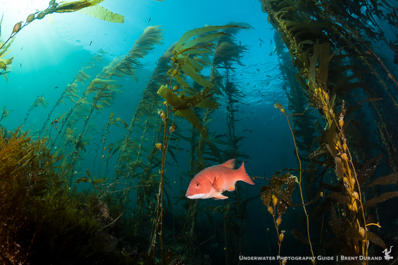 Kelp forest scene. Canon 5D Mark IV, Tokina 10-17mm fisheye lens, 8" acrylic dome port. Fantastic dynamic range Canon 5d MK IV Underwater