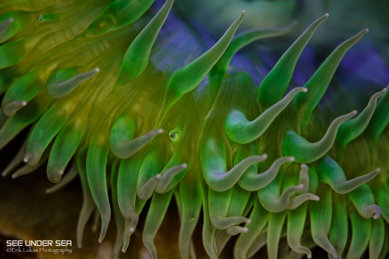 Canon 5D Mk III with Canon 100m f/2.8L macro lens and Kraken 1000 Ring Light. ISO 160, f/5.6, 1/60s. Canon 5D Mk III with Canon 100m f/2.8L macro lens and Kraken 1000 Ring Light. ISO 160, f/5.6, 1/60s.