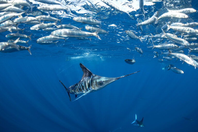 Striped Marlin and Baitballs in Mexico - An Adrenaline Rush 1846605