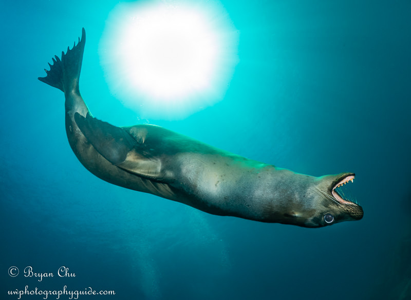 Super fast california sea lion zipping overhead in the Sea of Cortez, Mexico. Olympus OM-D E-M1, Oly 8mm fisheye lens, Nauticam housing, dual YS-D1 strobes. 1/320 sec, f/10, ISO 200. California sea lion with mouth open