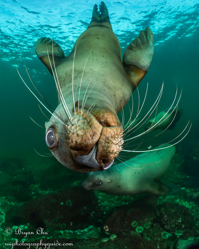 Steller Sea Lion Whiskers! Olympus OM-D E-M1, Oly 8mm fisheye lens, Nauticam housing, dual YS-D1 strobes. 1/200 sec, f/6.3, ISO 400.