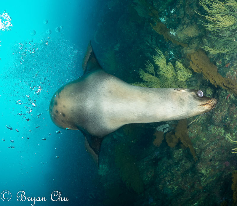 Missed it by a split second. Too slow, autofocus! Galapagos sea lion. Olympus OM-D E-M1, Oly 8mm fisheye lens, Nauticam housing, dual YS-D1 strobes.