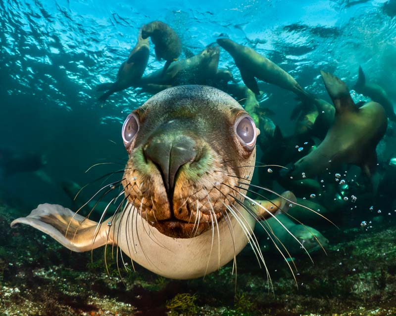 Sea lion with sharp focus on eyes, using back-button focus. Nose is a bit out of focus; if I just used autofocus on this it would likely have locked onto the nose, and the eyes would not have been sharp! Steller sea lion, Hornby, BC. Olympus OM-D E-M1, Oly 8mm fisheye lens, Nauticam housing, dual YS-D1 strobes. 1/250 sec, f/6.3, ISO 400. Steller sea lion, Hornby Island, BC