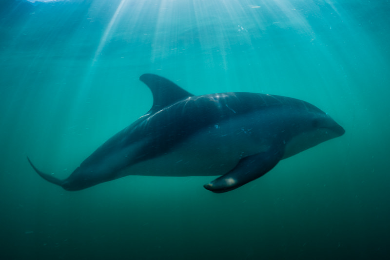 Dusky dolphin shot with ambient light, shooting into the sun. Even pushing it with editing, the details of the dolphin are poor. Olympus OM-D E-M1, Oly 8mm fisheye lens, Nauticam housing. 1/200 sec, f/6.3, ISO 200. Dolphins that come close require super fast shutter speeds - I should have had my ISO at 500 and my shutter speed at 1/500 to properly freeze the action.