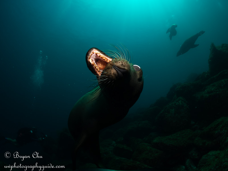 California sea lion, strobes up high, only left strobe firing. Ugh!