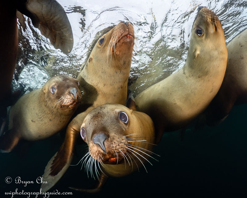 Steller sea lions at the surface, Hornby, BC. It was dark and murky 15-20 feet down, but hanging out near the surface allowed me to shoot at 1/320 sec, f/7.1, ISO 400, with a nice bright grey background from the sky. Olympus OM-D E-M1, Oly 8mm fisheye lens, Nauticam housing, dual YS-D1 strobes. Group of steller sea lions photographed at the surface, Hornby, BC.