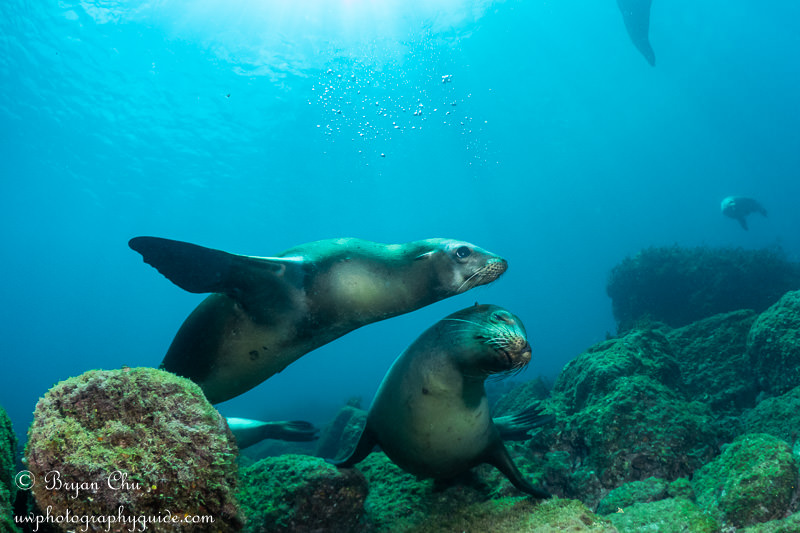 California sea lions playing, with enough depth of field to get further subjects sharp - 1/320 sec, f/7.1, ISO 200.