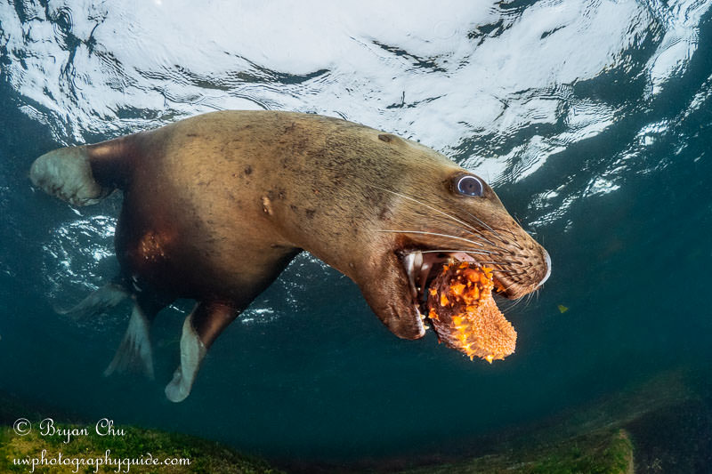 Steller sea lion playing with sea cucumber. 1/320 sec, f/7.1, ISO 400. Olympus OM-D E-M1, Oly 8mm fisheye lens, Nauticam housing, dual YS-D1 strobes. Steller sea lion with sea cucumber in its mouth.