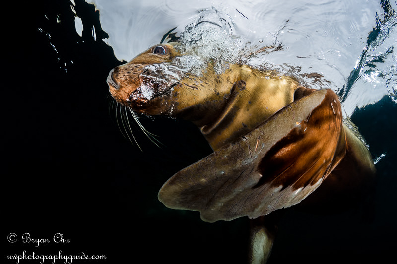 I love photographing sea lions breathing at the surface. I shot this hovering a few feet below the surface, so I could shoot at an upwards angle while this guy took a breath. 1/320 sec, f/7.1, ISO 400. It was overcast, so instead of getting murky green as I'd get at 10 or 15' depth, the water looks nice and clear with the grey sky showing through. Steller sea lion taking a breath.