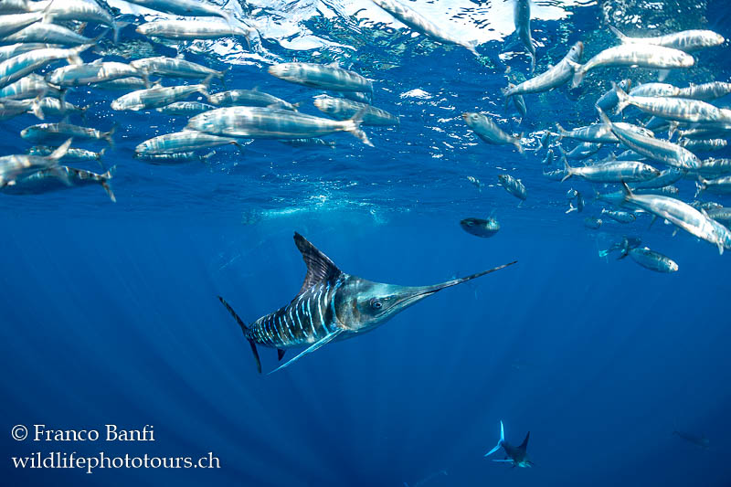 Striped marlin hunting. Canon 5D Mark IV, Canon 8-15mm fisheye lens, Isotta housing. 1/400 sec, f/7.1, ISO 640.