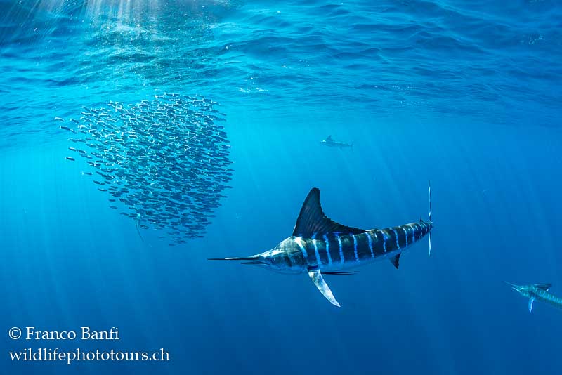 Striped marlin hunting. Canon 5D Mark IV, Canon 8-15mm fisheye lens, Isotta housing. 1/500 sec, f/7.1, ISO 640.
