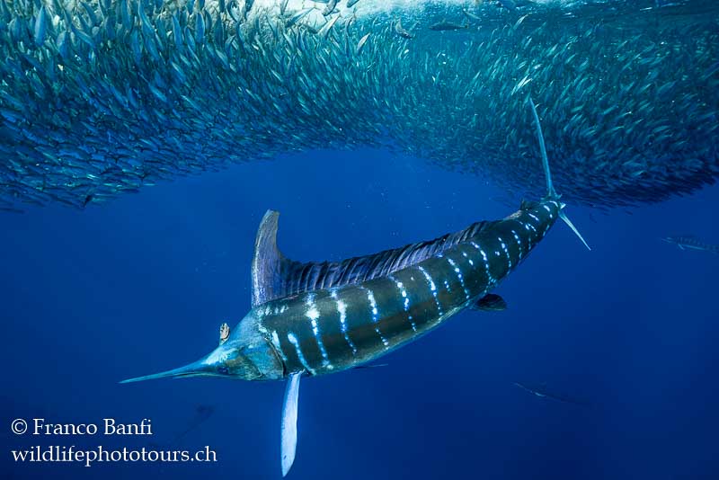 Striped marlin hunting. Canon 5D Mark IV, Canon 8-15mm fisheye lens, Isotta housing. 1/800 sec, f/7.1, ISO 1000.