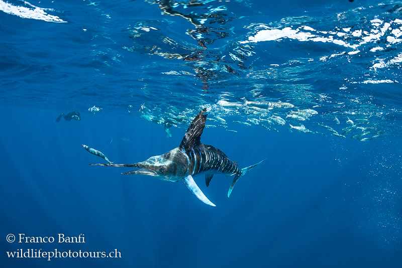 Canon 5D Mark IV, Canon 8-15mm fisheye lens, Isotta housing. 1/640 sec, f/7.1, ISO 640.