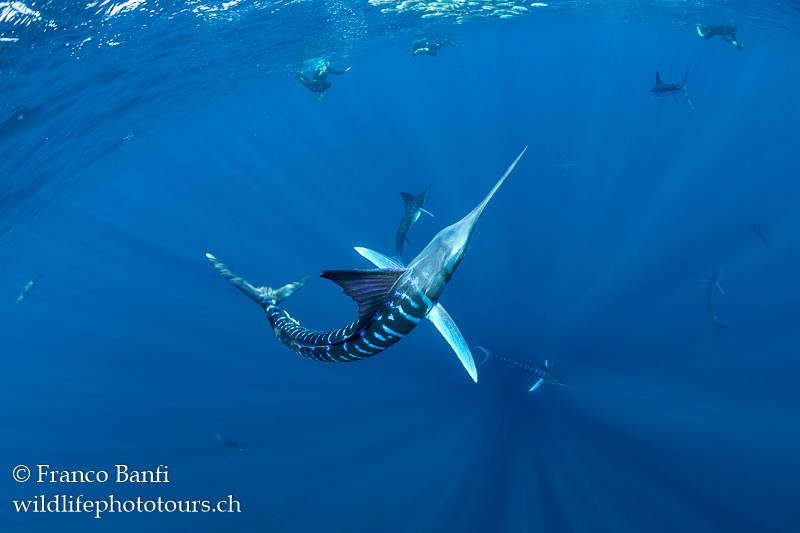 Canon 5D Mark IV, Canon 8-15mm fisheye lens, Isotta housing. 1/320 sec, f/7.1, ISO 640.