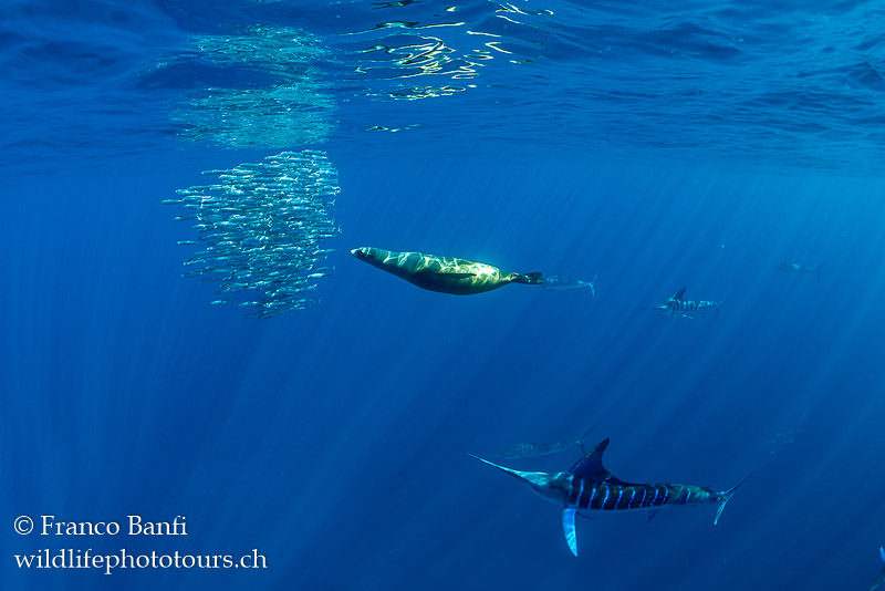 Canon 5D Mark IV, Canon 8-15mm fisheye lens, Isotta housing. 1/500 sec, f/7.1, ISO 640.