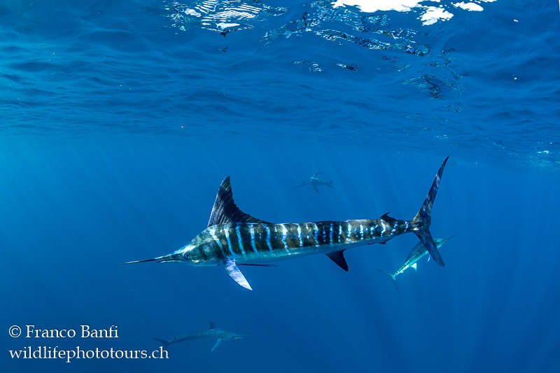 Canon 5D Mark IV, Canon 8-15mm fisheye lens, Isotta housing. 1/400 sec, f/7.1, ISO 640.