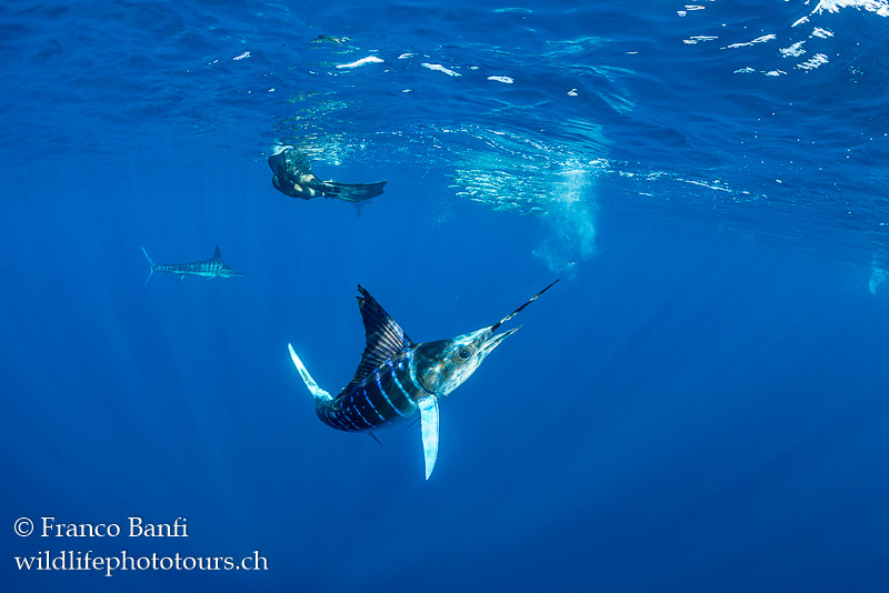 Canon 5D Mark IV, Canon 8-15mm fisheye lens, Isotta housing. 1/400 sec, f/7.1, ISO 640.