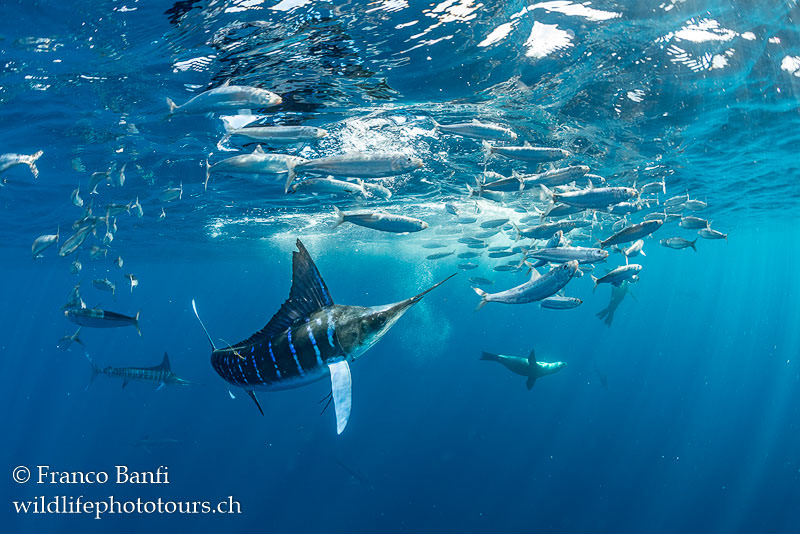 Canon 5D Mark IV, Canon 8-15mm fisheye lens, Isotta housing. 1/640 sec, f/7.1, ISO 640.