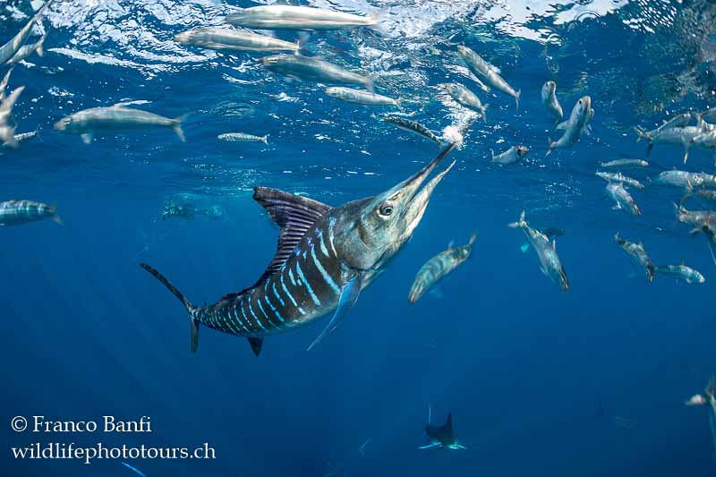 Canon 5D Mark IV, Canon 8-15mm fisheye lens, Isotta housing. 1/500 sec, f/7.1, ISO 640.