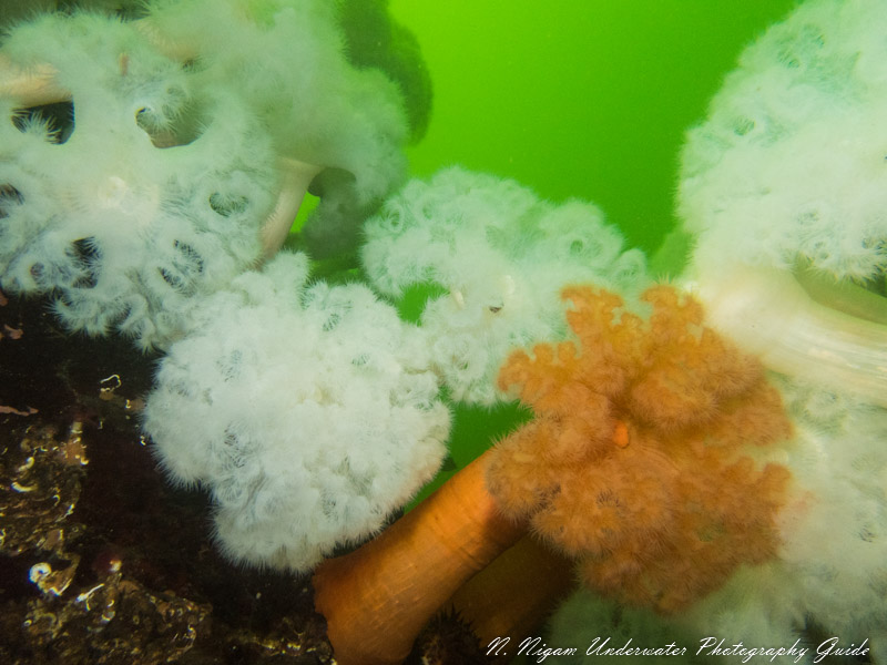 Field of View Without UWL 400F Lens