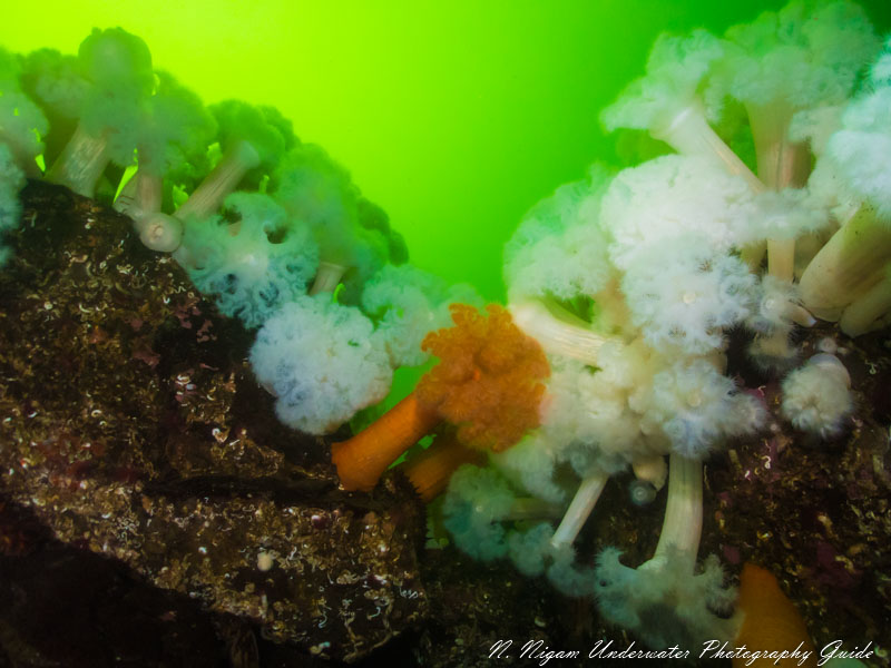 120 Degree Field of View WITH UWL-400F Lens