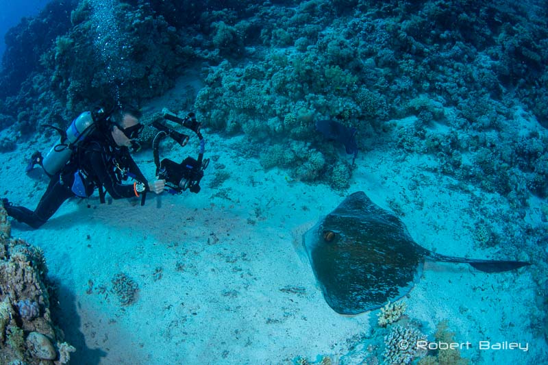 Videographer and feather tail ray2_Robert_Bailey-2
