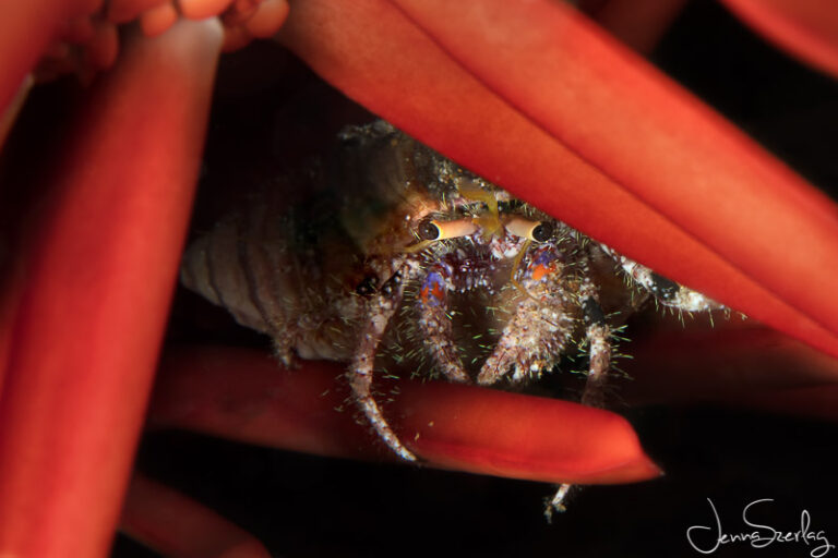 Best Photoshop Tips for Underwater Photography js_hc